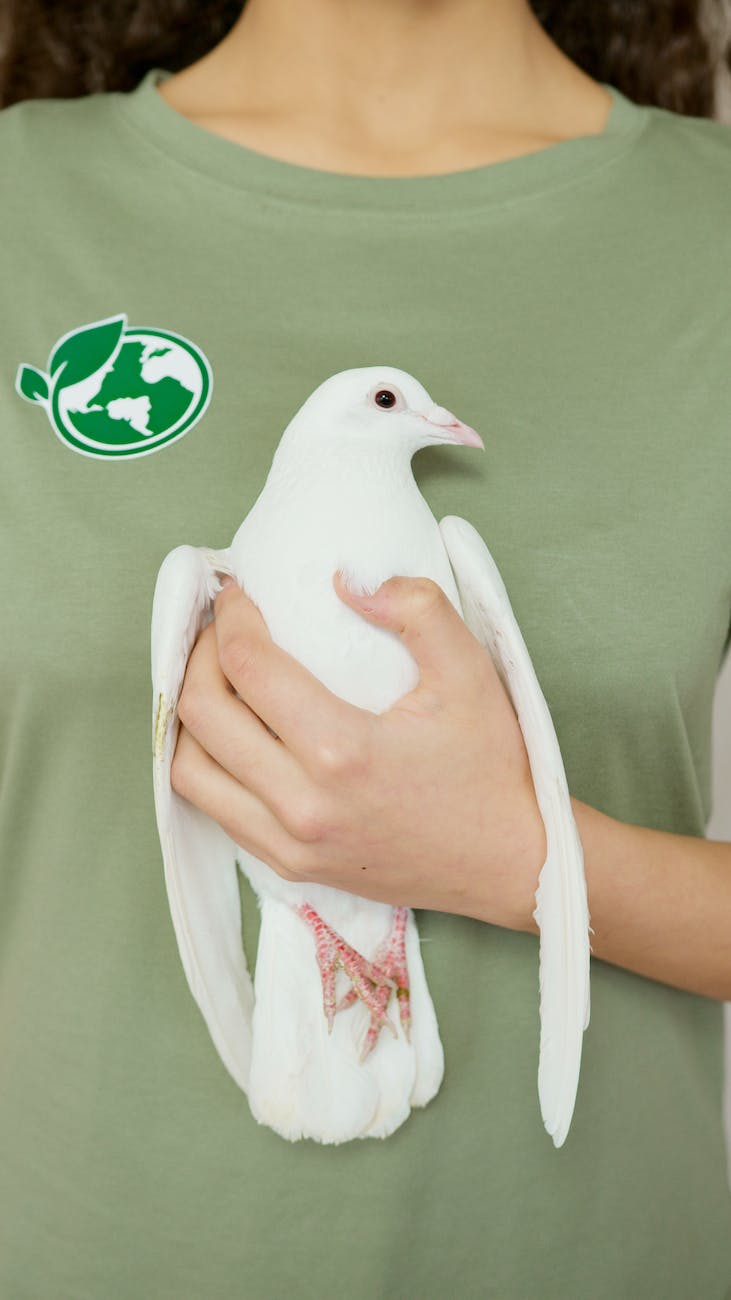 White Dove - Peace